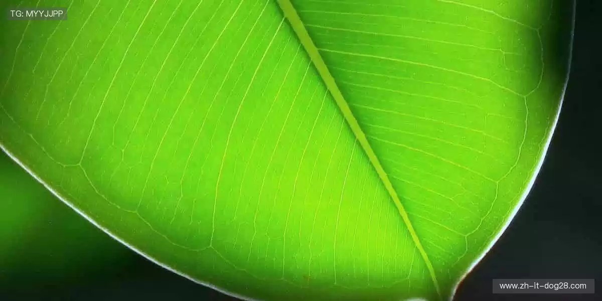 全球直播,零距离狂欢🌍